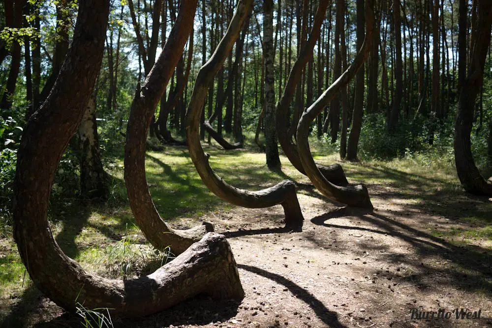 Crooked Forest in Szczecin, Poland